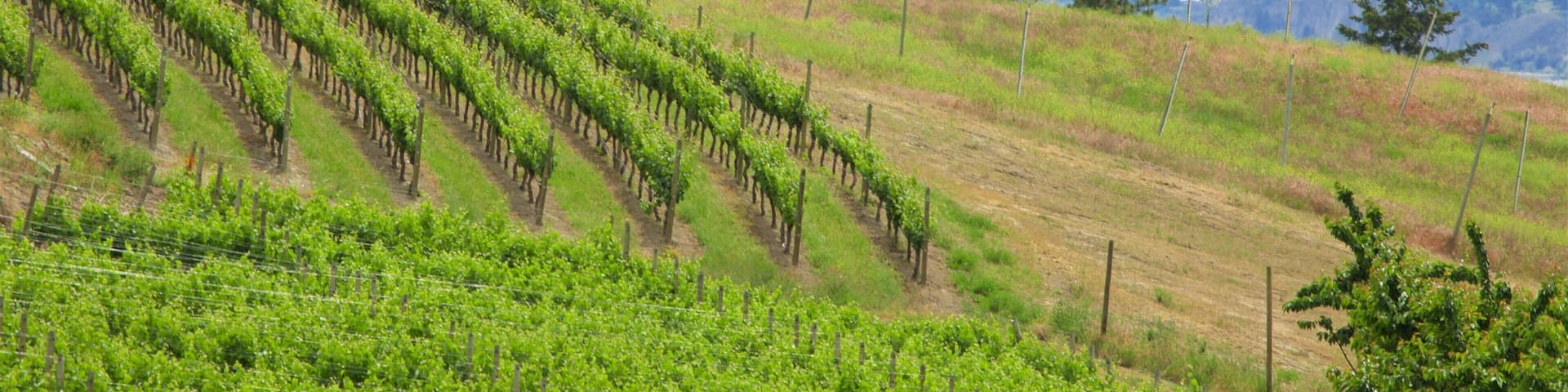 Penticton which includes tranquil scenes, landscape views and farmland