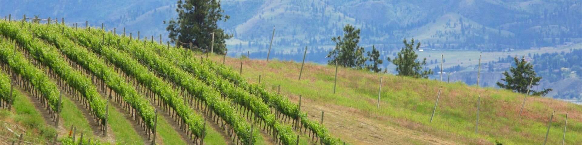Penticton ofreciendo tierra de cultivo, situaciones tranquilas y vistas panorámicas