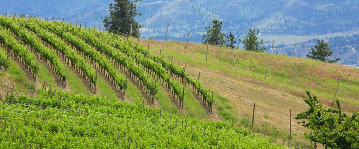 A vineyard with rows of grapevines on a hillside, with mountains in the background.