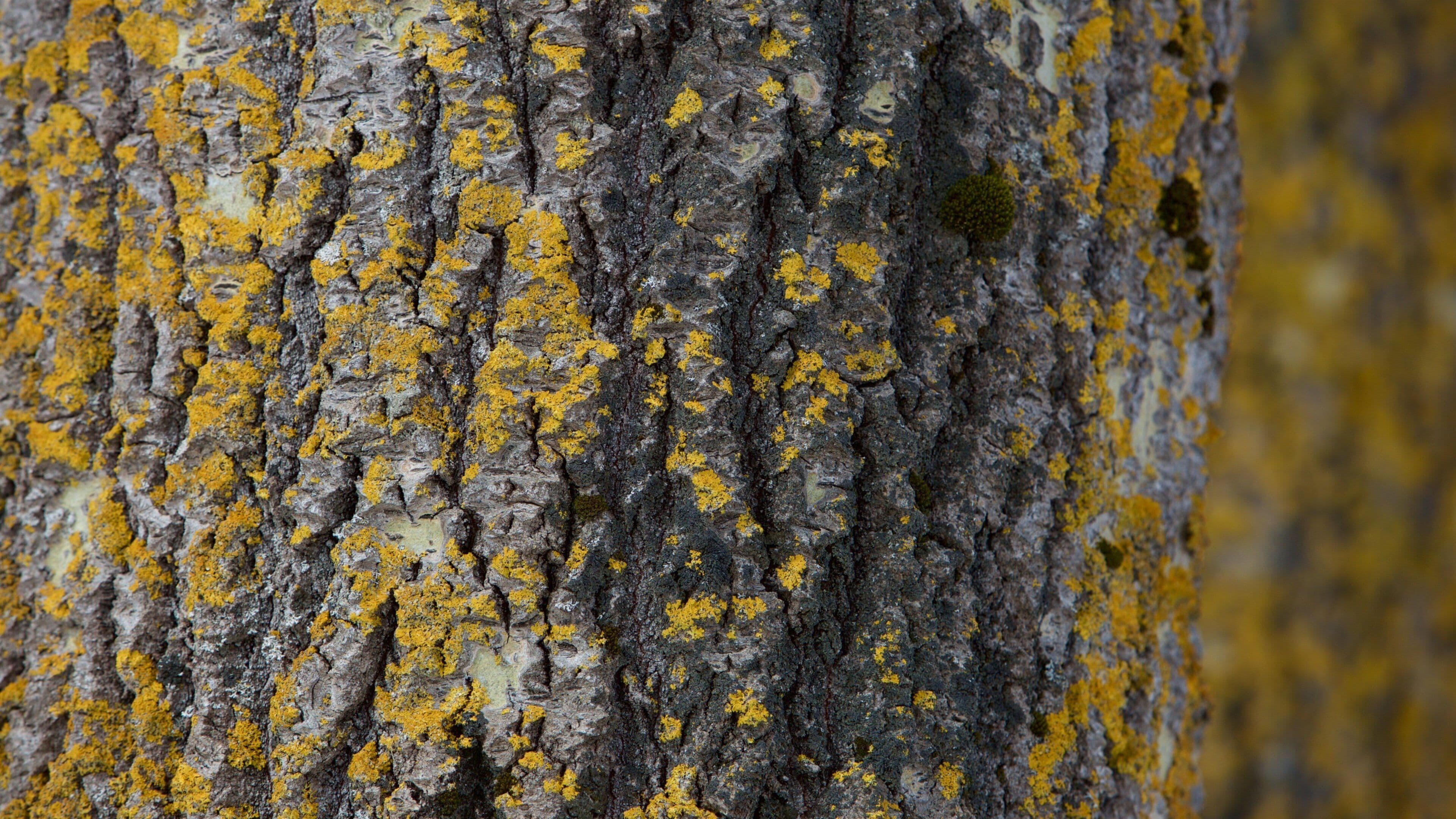Charlottetown featuring a garden