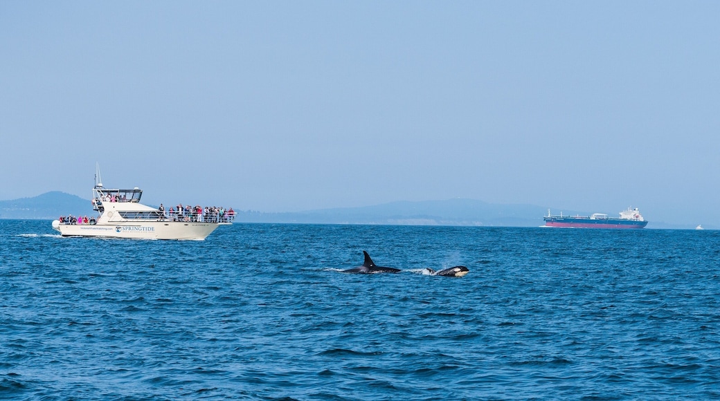 Whale watching off the coast of Vancouver Island. Definitely check out Prince of Whales Whale Watching....they were the best!