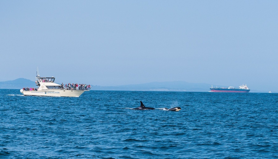 Whale watching off the coast of Vancouver Island. Definitely check out Prince of Whales Whale Watching....they were the best!
