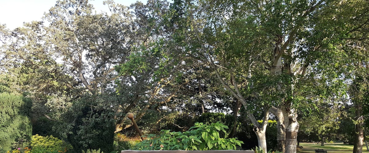 There are different paths and peacocks roaming around.