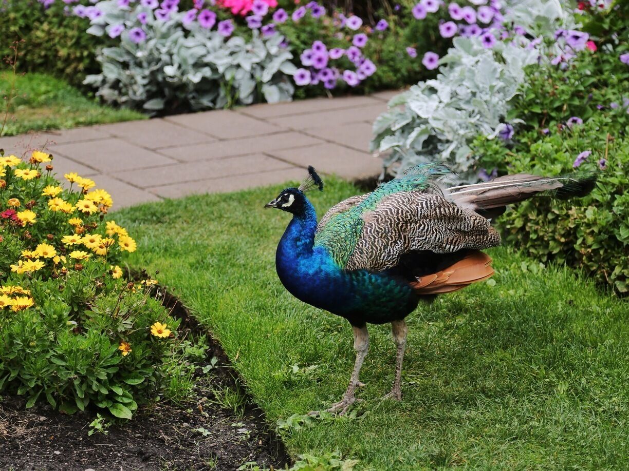A peacock in a garden with flowers and a paved path.