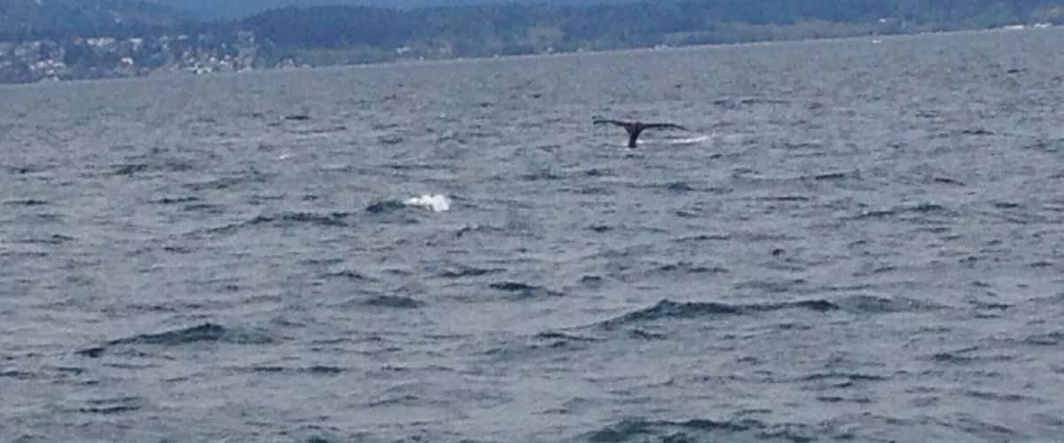 A whale breaching the ocean surface with mountains in the background.