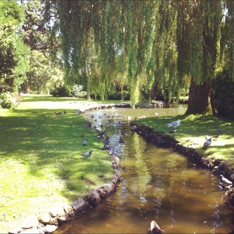 Beacon Hill Park in Victoria. Right next to the petting zoo. 