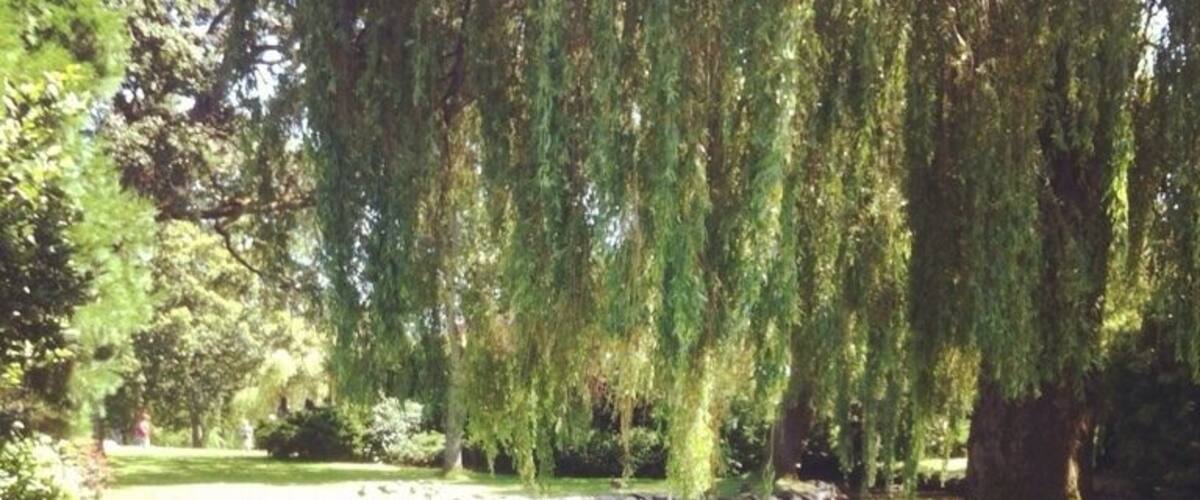 Beacon Hill Park in Victoria. Right next to the petting zoo.