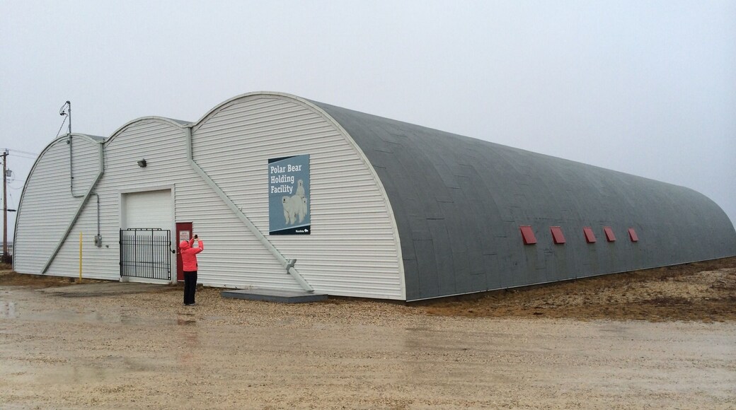 Polar Bear Jail in Churchill, Manitoba. Bears go there when they wander in to town. Held for 28 days and then helicoptered back out further from town. Currently 14 bears in there!