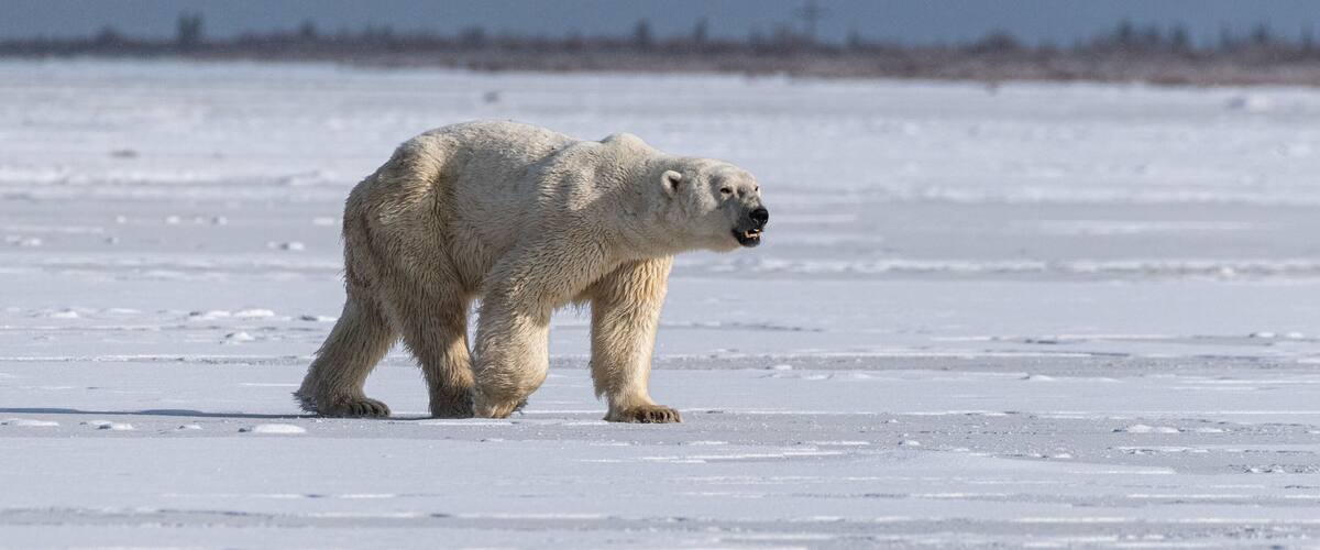 Polar Bear (Ursus maritimus) on the shore of Hudson Bay, Canada