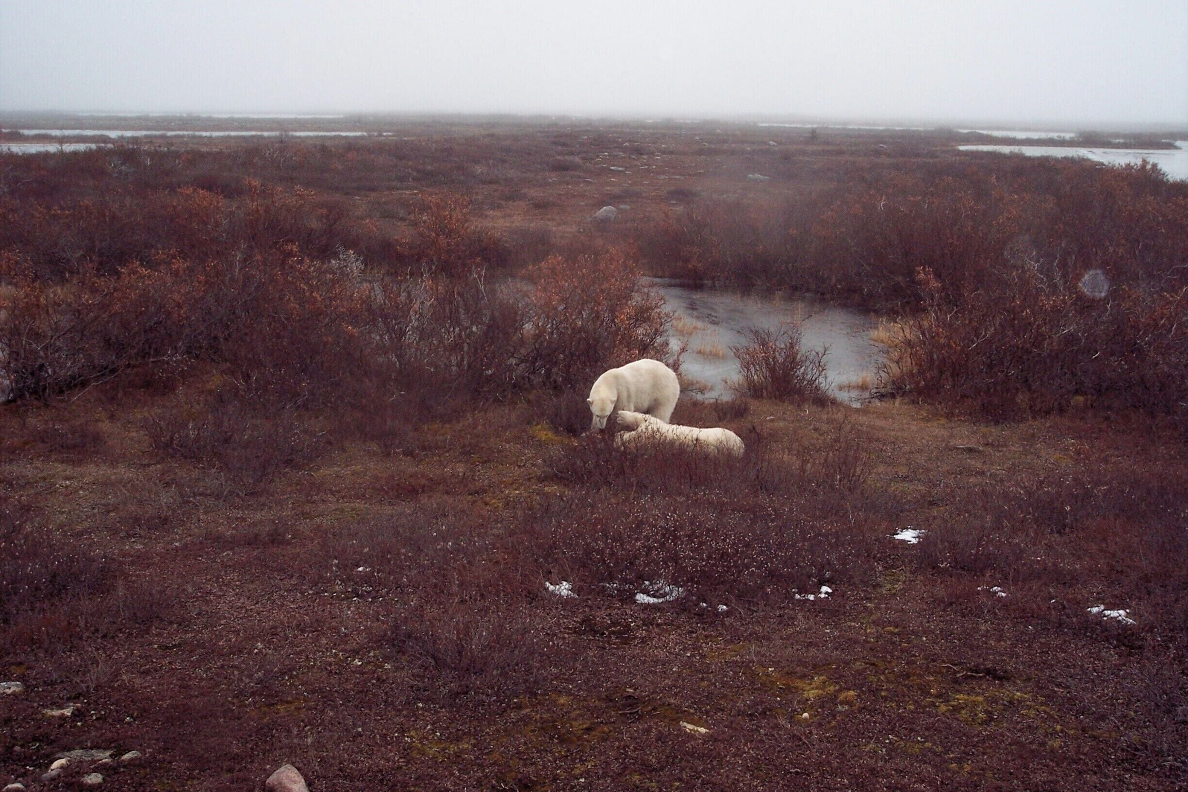 We took a road trip from Winnipeg to Thompson then the train over the permafrost to get to Churchill. The big wheeled tundra buggies take you out to where the bears come in off the ice floes, or get ready to go back out. These are a couple of playful young bears but you'd best keep your distance. #bears #colourful photos