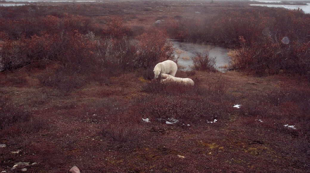 We took a road trip from Winnipeg to Thompson then the train over the permafrost to get to Churchill. The big wheeled tundra buggies take you out to where the bears come in off the ice floes, or get ready to go back out. These are a couple of playful young bears but you'd best keep your distance. #bears #colourful photos