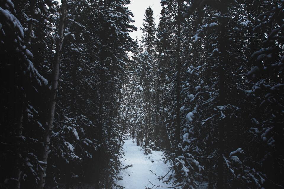 A snow-covered forest path.