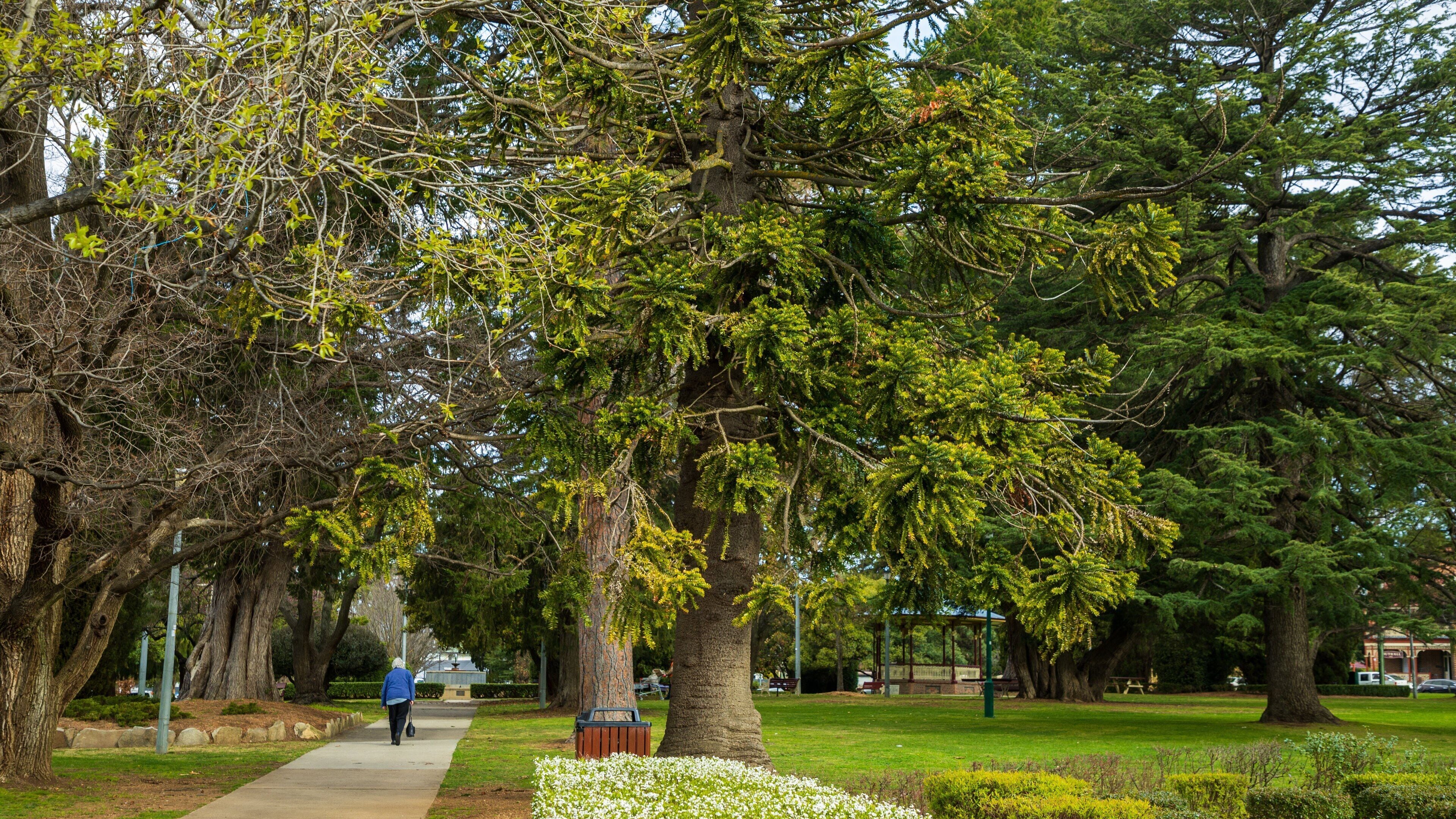 Armidale which includes a park