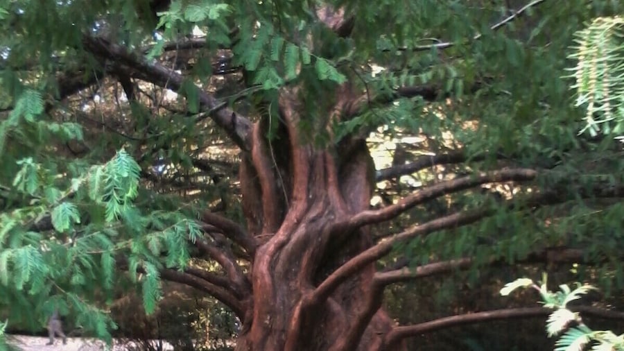 Un lugar para relajarse, tomar sol, dar un paseo al perro, tomar cerveza, trotar, paseos en bicicletas, estudiar, compartir con los amigos. Jardín Botánico de la Universidad Austral de Chile.