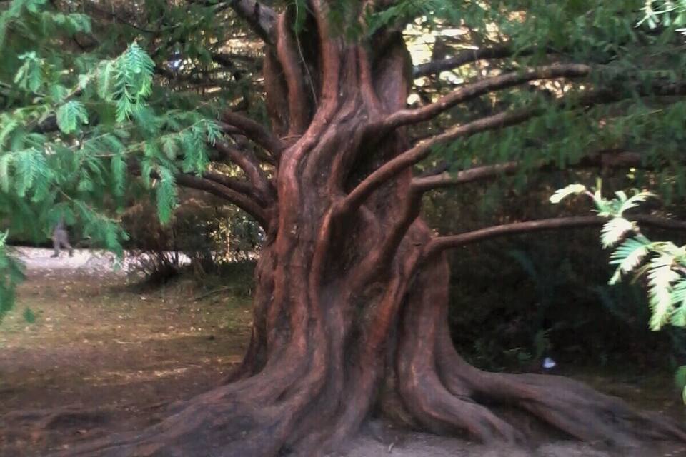 A large tree with thick, gnarled roots and dense foliage.