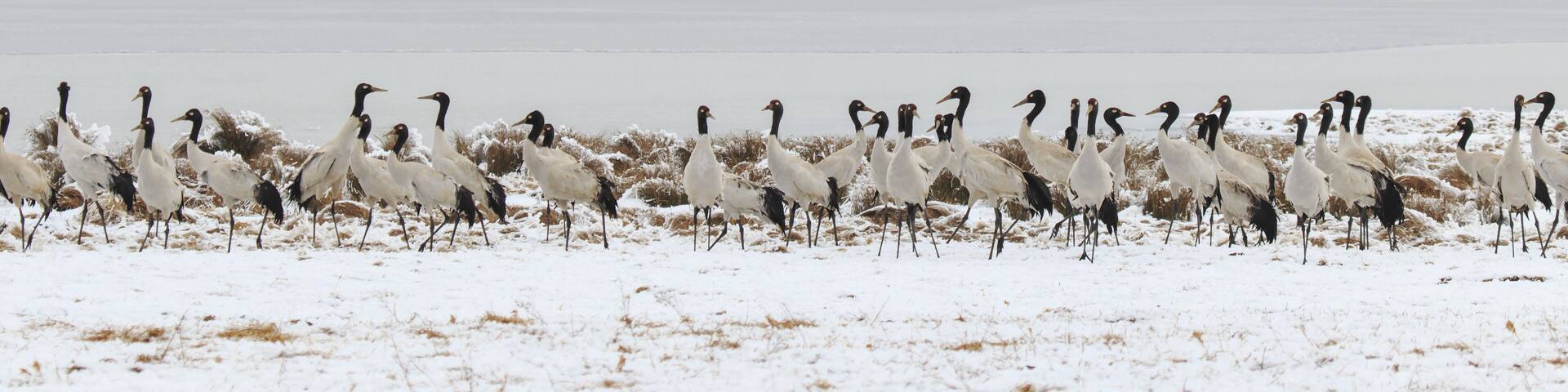 Black necked crane (Grus nigricollis) on Da Shan Bao in Yunnan China