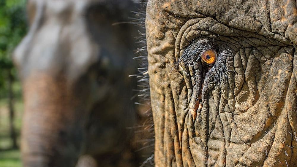 Got to get up close and personal to a rescued elephant at the Elephant Conservation Center (ECC) in Laos. This center is also a lodge that has several huts you can stay in. Staying here for three days made my three week trip to Southeast Asia. By far the highlight of my trip!
They truly care about the elephants at ECC and sadly that is not something you see at all elephant camps in SE Asia.
The staff was amazing and provide an incredible atmosphere to learn about elephant conservation. I would highly recommend anyone wanting to see elephants in Asia to come here.
You can see an read more about ECC in a photo essay I wrote: http://bit.ly/1Ji7cvB
I also made a short video about their Baby Bonus Program that supports baby elephants in the area: https://youtu.be/aAonj8NF8HA
(Warning: Extremely cute baby elephant footage.)
#Patterns #Laos #SEAsia #Asia #elephant #cuteanimals #wildlife #rescued #nature #eyes #skin #wrinkles #conservation #sustainabletravel #ecotourism