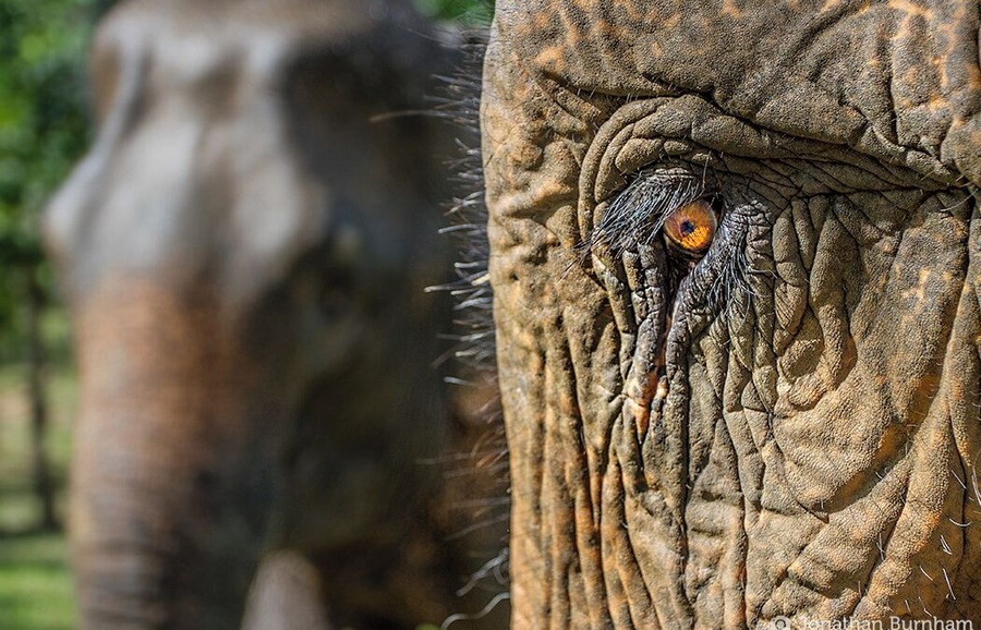 Got to get up close and personal to a rescued elephant at the Elephant Conservation Center (ECC) in Laos. This center is also a lodge that has several huts you can stay in. Staying here for three days made my three week trip to Southeast Asia. By far the highlight of my trip!
They truly care about the elephants at ECC and sadly that is not something you see at all elephant camps in SE Asia. 
The staff was amazing and provide an incredible atmosphere to learn about elephant conservation. I would highly recommend anyone wanting to see elephants in Asia to come here.
You can see an read more about ECC in a photo essay I wrote: http://bit.ly/1Ji7cvB
I also made a short video about their Baby Bonus Program that supports baby elephants in the area: https://youtu.be/aAonj8NF8HA
(Warning: Extremely cute baby elephant footage.)
#Patterns #Laos #SEAsia #Asia #elephant #cuteanimals #wildlife #rescued #nature #eyes #skin #wrinkles #conservation #sustainabletravel #ecotourism