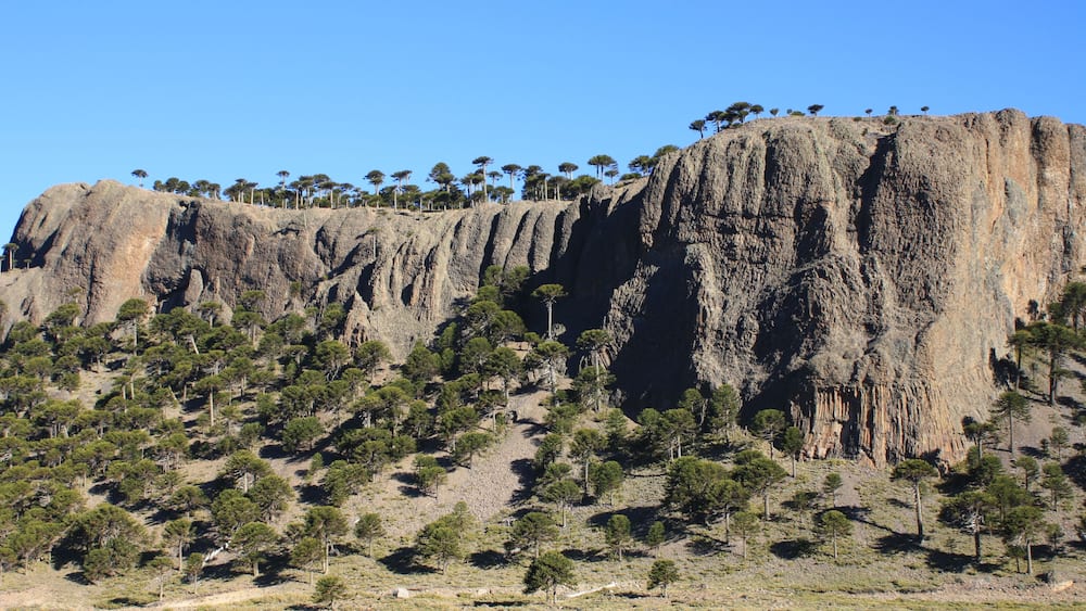 Araucaria trees in Chile (landscape with rocks and trees)