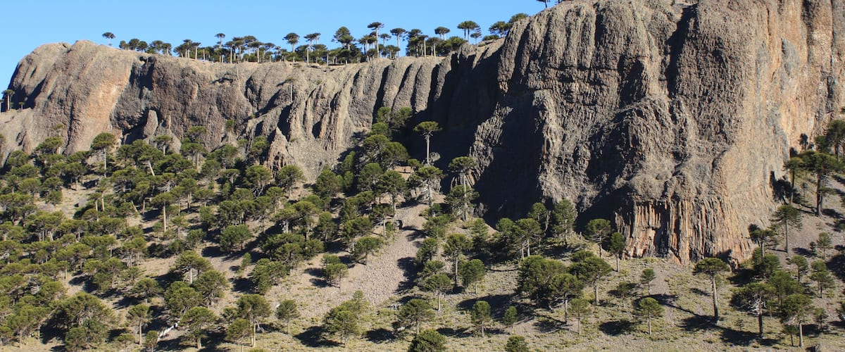 Araucaria trees in Chile (landscape with rocks and trees)