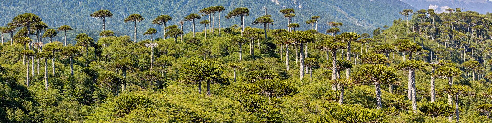 Araucaria forest at Conguillio N.P. (Chile) - panoramic view