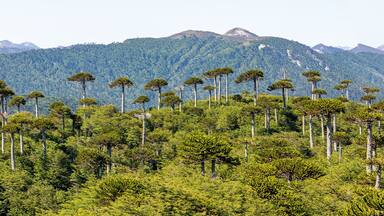 Araucaria forest at Conguillio N.P. (Chile) - panoramic view