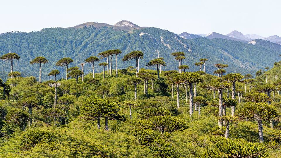 Araucaria forest at Conguillio N.P. (Chile) - panoramic view