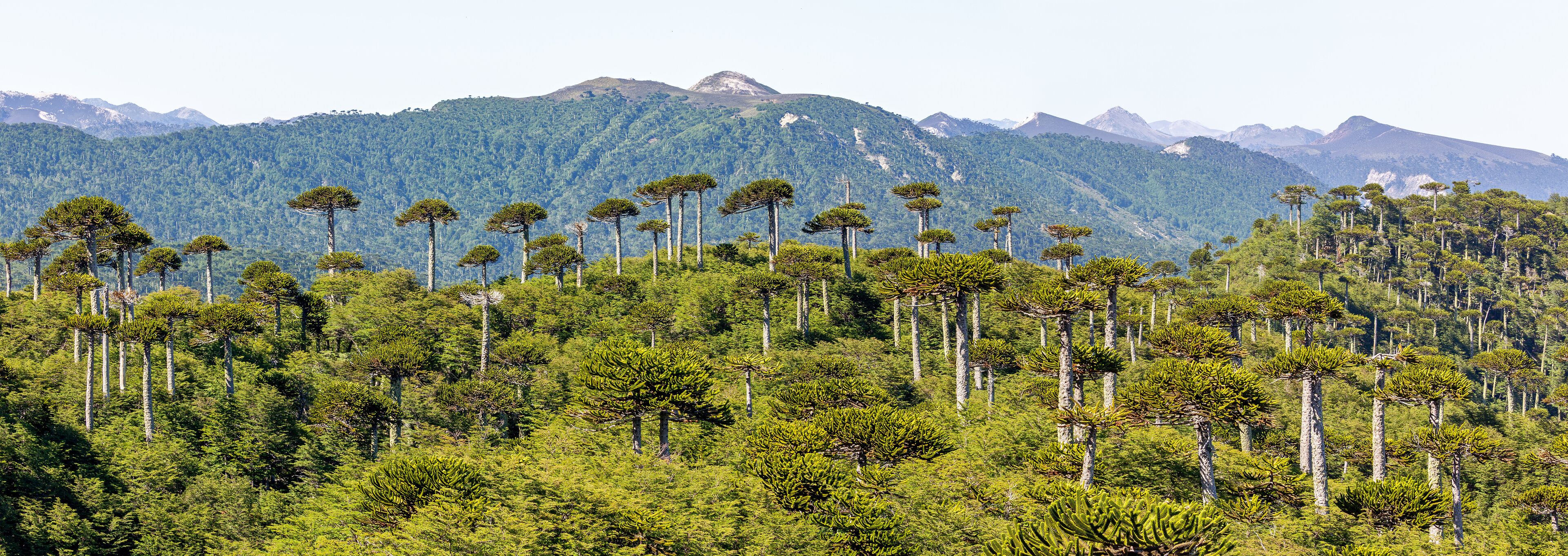 A dense forest with tall trees and a mountain range in the background.