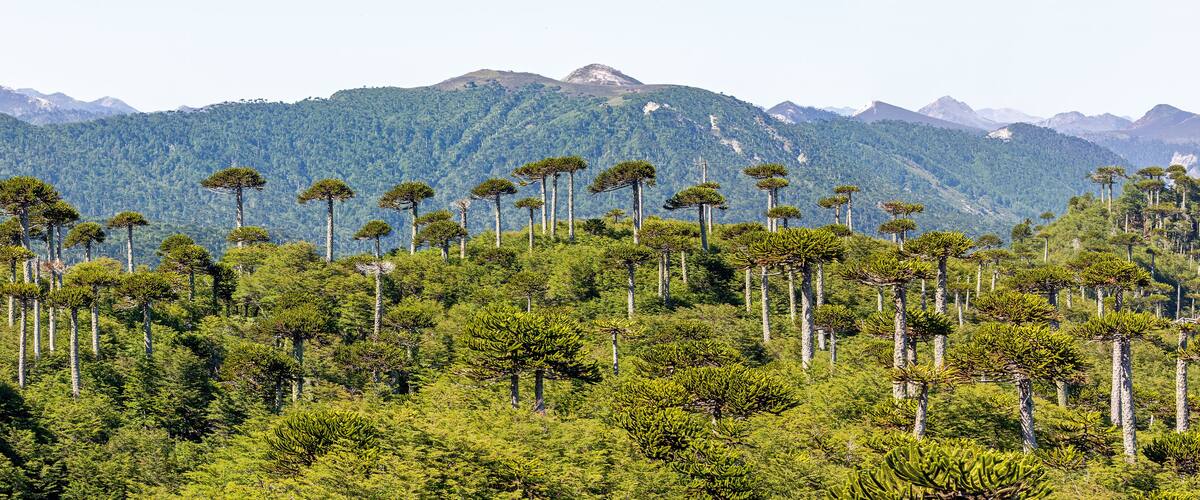 A dense forest with tall trees and a mountain range in the background.