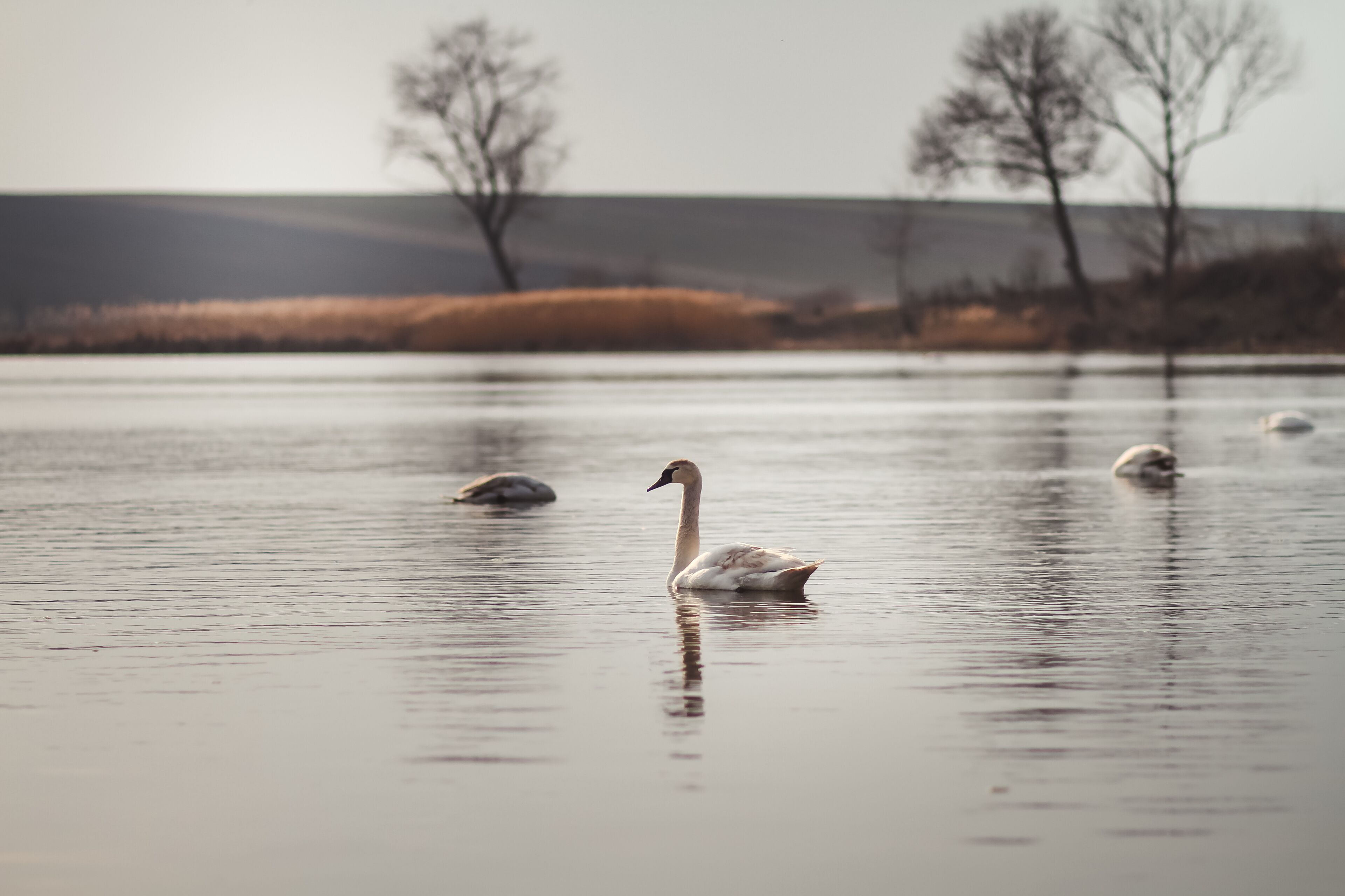 swans on the lake
