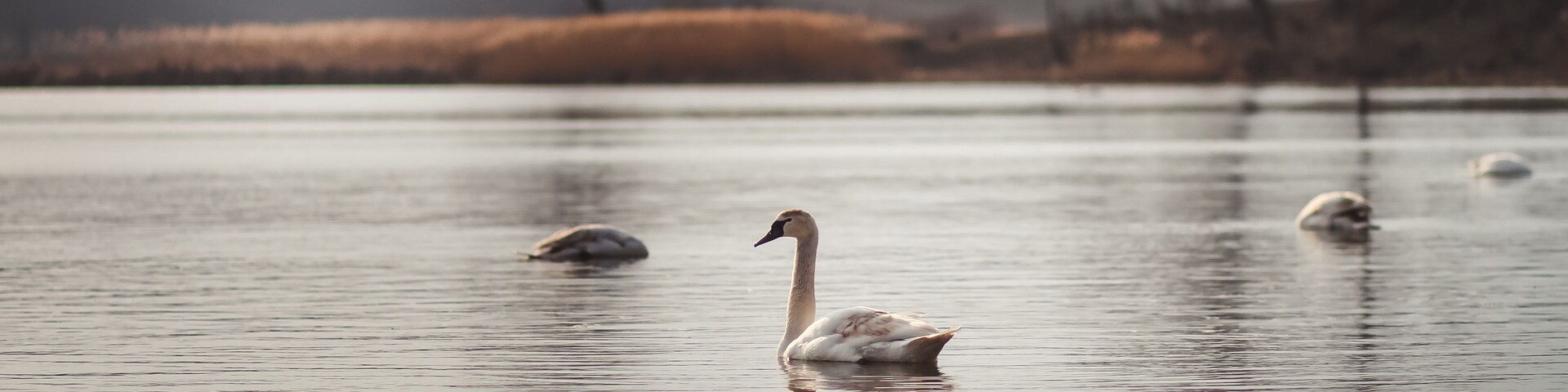 swans on the lake