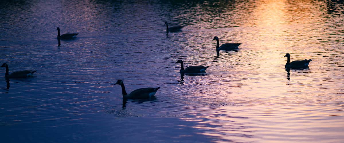 ducks on lake at sunset
