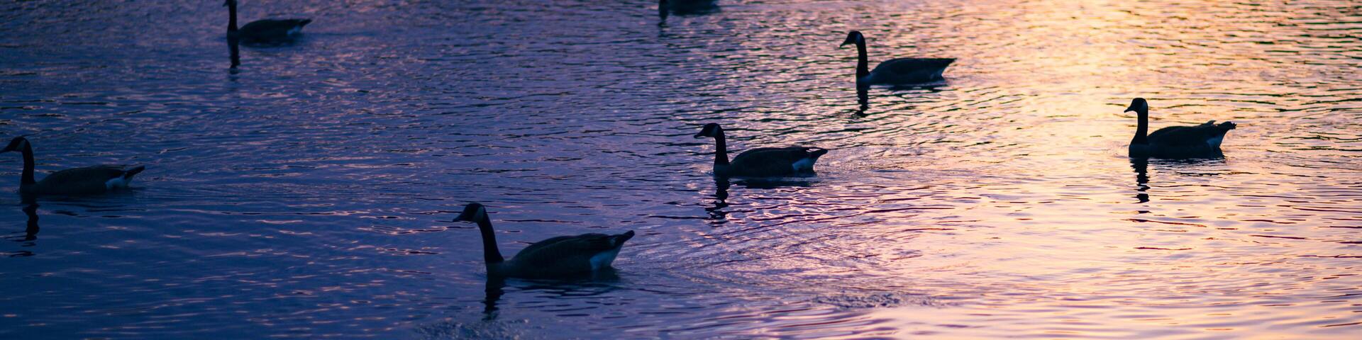 ducks on lake at sunset