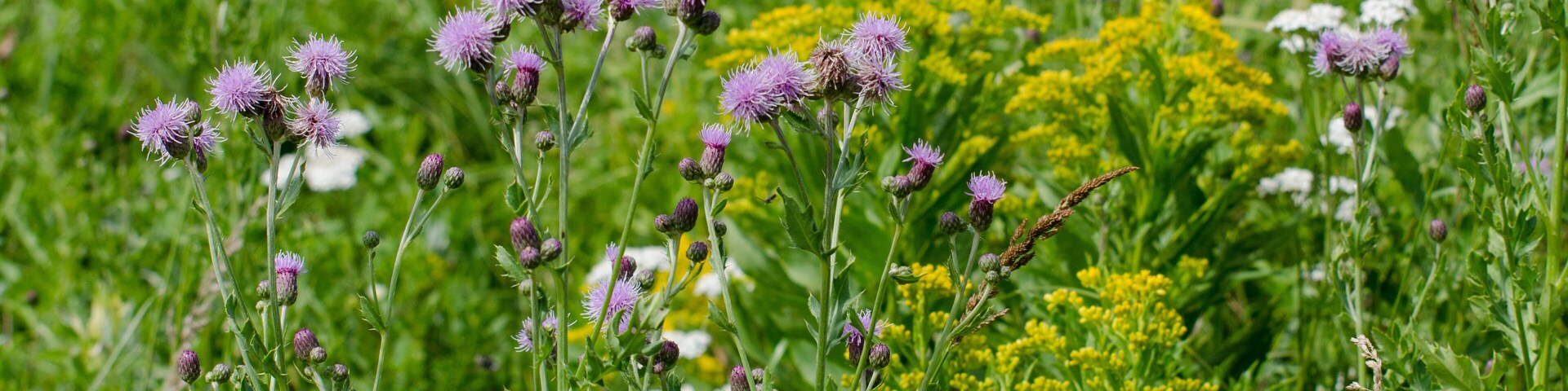 Purple Wildflowers on the Baldy Mountain Hiking Trail in Duck Mountain Provincial Park, Manitoba, Canada