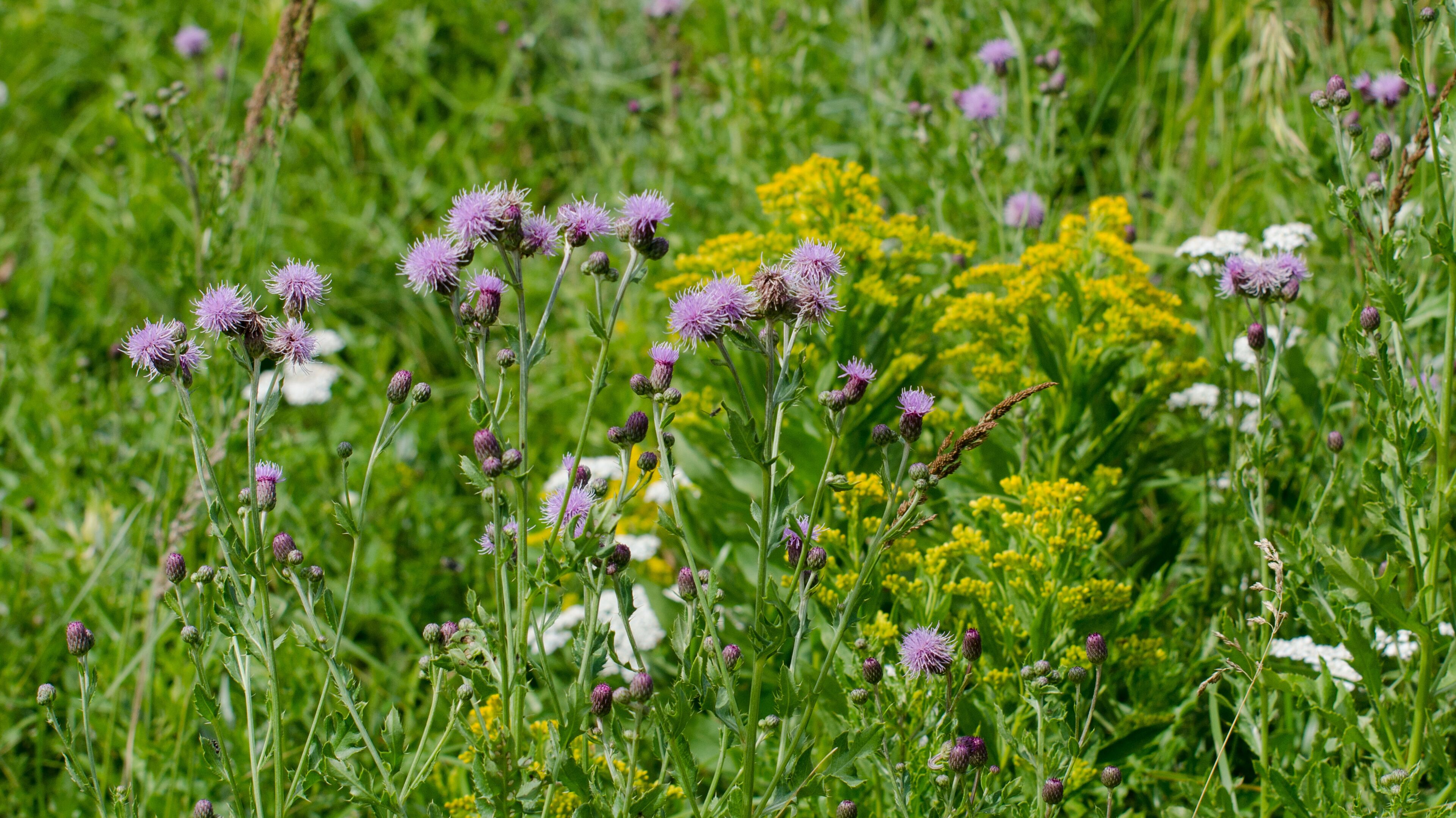 A field of purple thistles and yellow flowers.