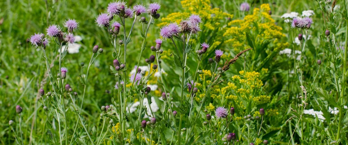 A field of purple thistles and yellow flowers.