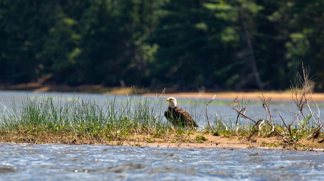 Bald Eagle (Haliaeetus leucocephalus) perched on the ground on a small island