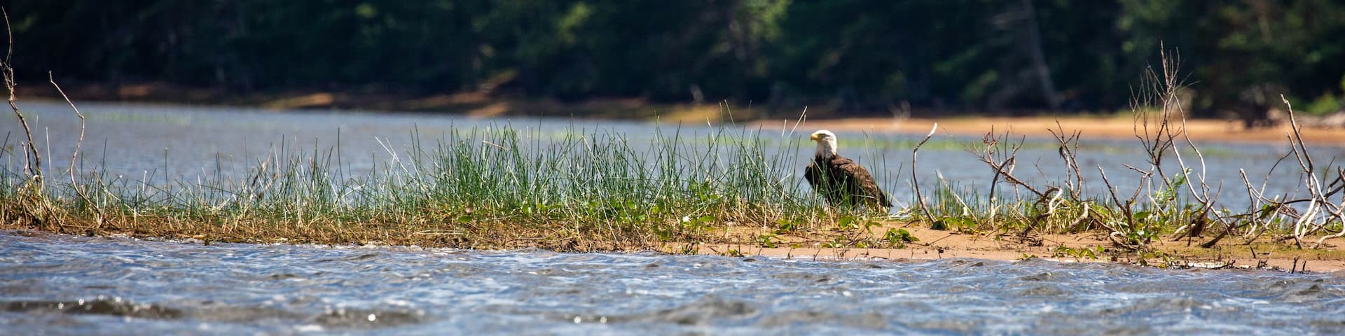 Bald Eagle (Haliaeetus leucocephalus) perched on the ground on a small island