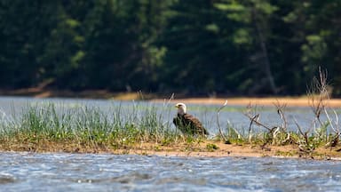 Bald Eagle (Haliaeetus leucocephalus) perched on the ground on a small island