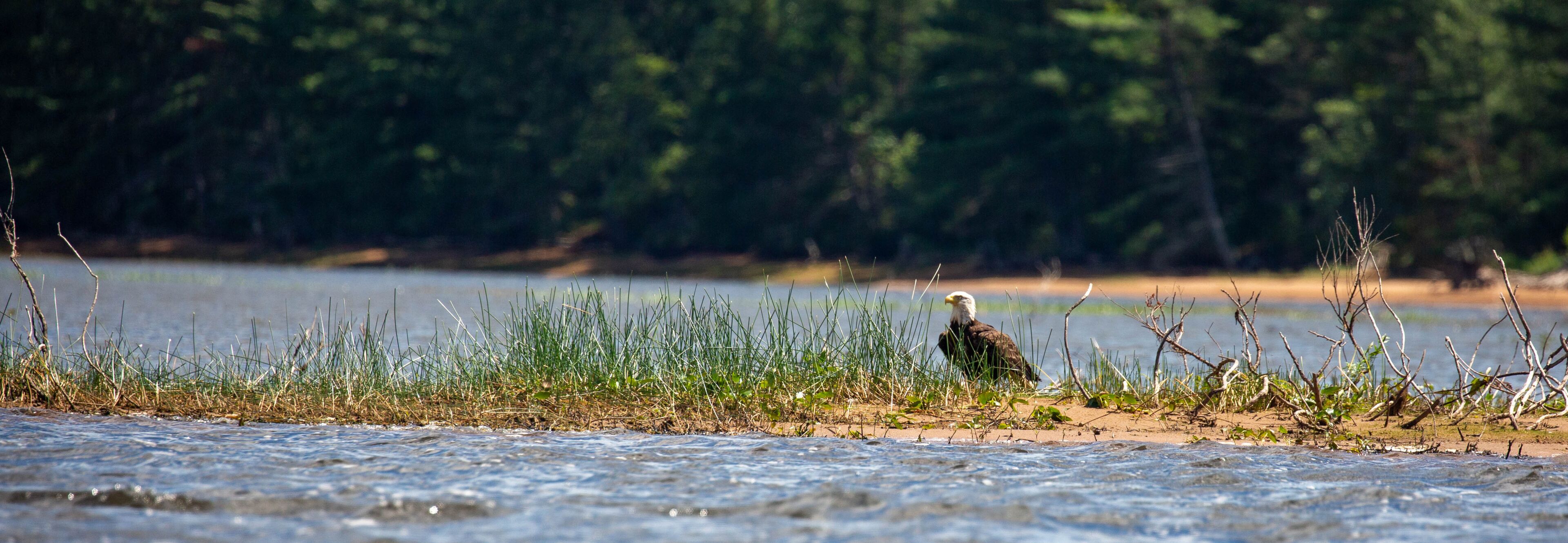 A bald eagle by a riverbank with grass and trees in the background.