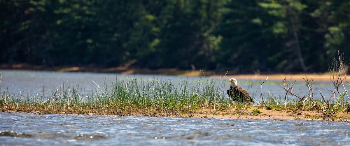 A bald eagle by a riverbank with grass and trees in the background.