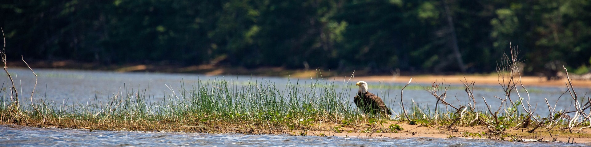 A bald eagle by a riverbank with grass and trees in the background.