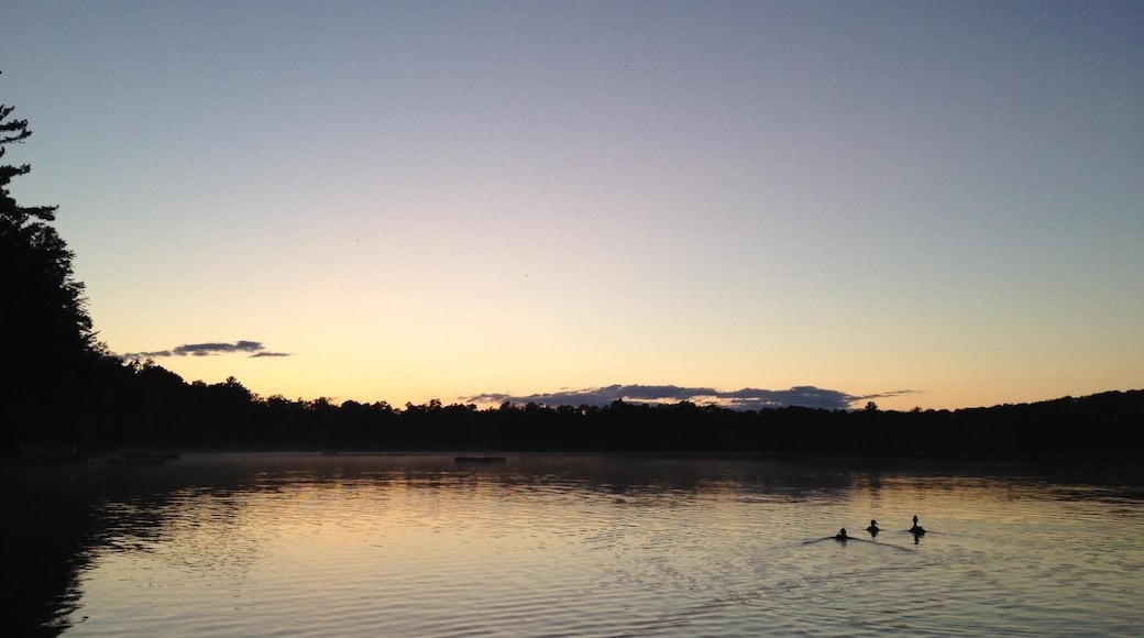 Loons, lake, sunset.