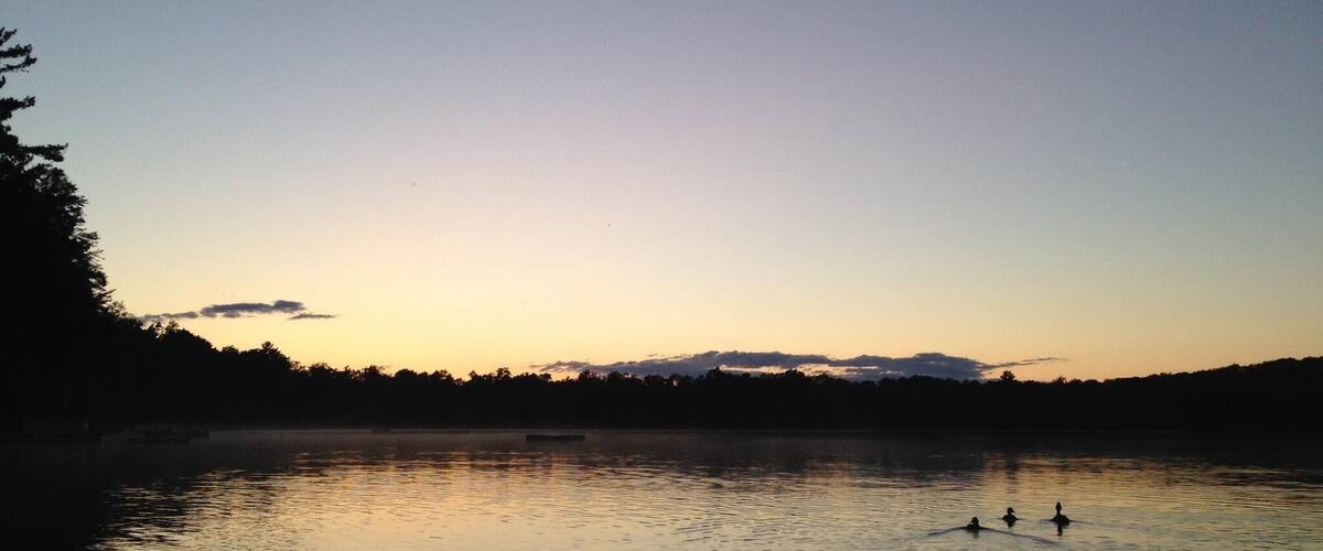 Loons, lake, sunset.