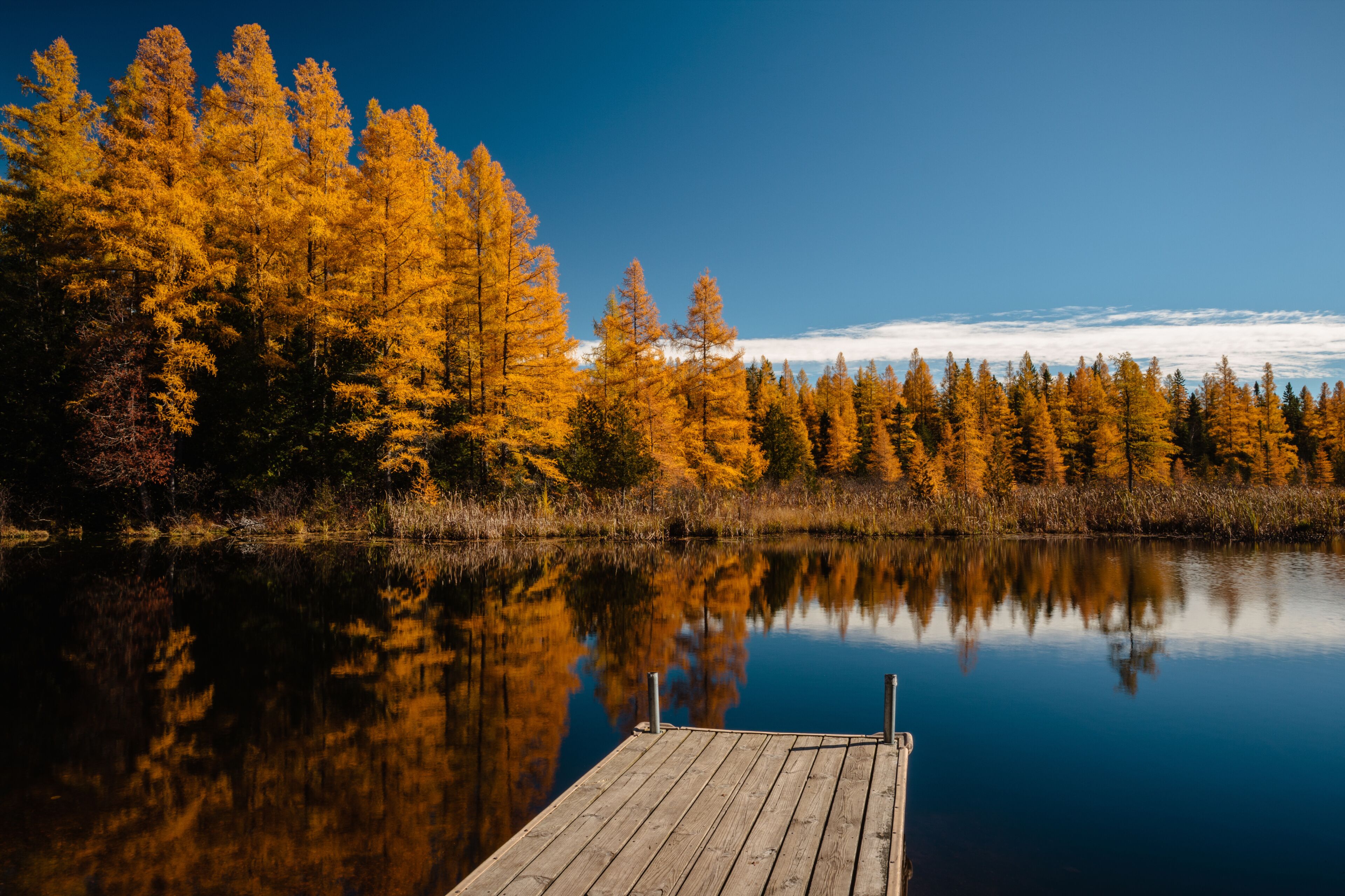 The autumn tamaracks reflect off the calm bog waters from the opposite shoreline of this small boat pier at the High Lake boat launch, near Boulder Junction, Wisconsin in mid-October