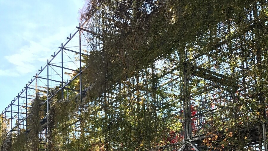 Way back to the office after lunch! 😋