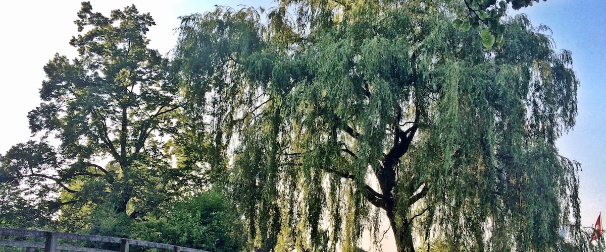 A wooden bridge over a river with lush greenery and trees.