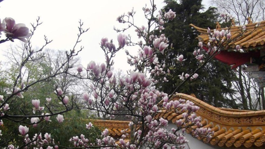 Chinagarten in Zurüch, Admission: 4 Swiss Franc
http://bigcitiesbrightlights.wordpress.com/2012/05/08/switzerland-zurich-chinese-garden/