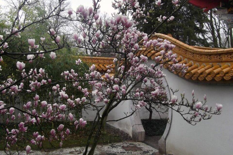 A tree with pink blossoms in a garden with a traditional building in the background.