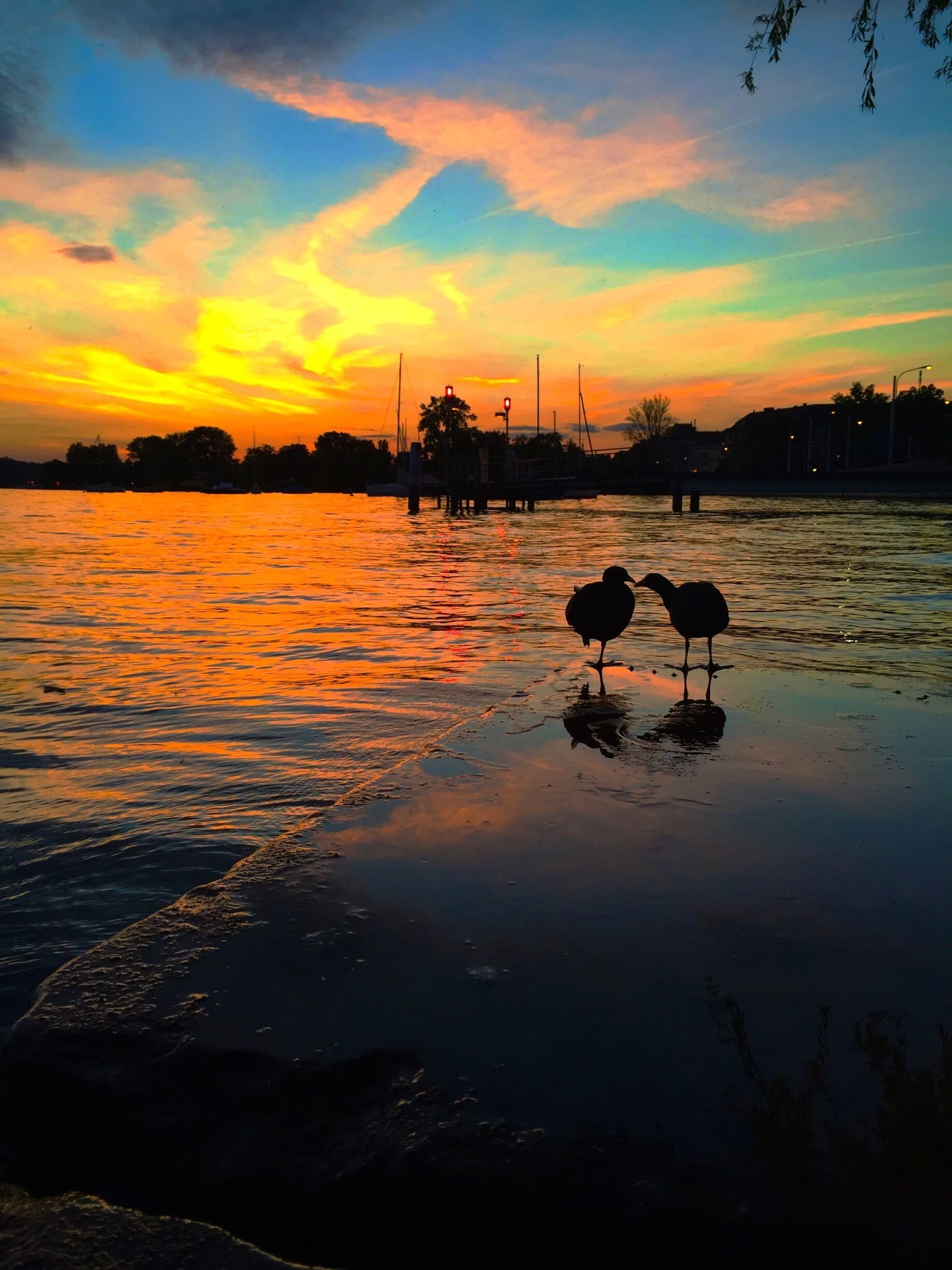 Two little birds enjoying the sunset by lake zurich. #goldenhour
